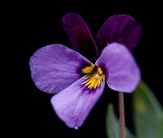Viola trinervata - Sagebrush Violet 1878_1